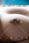 女性写真素材番号12801